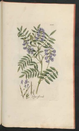 448. Galega officinalis