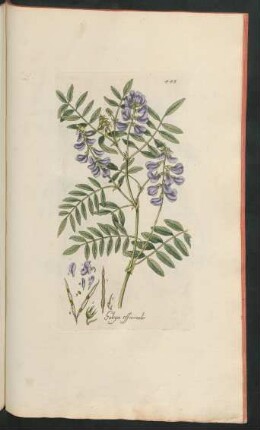 448. Galega officinalis