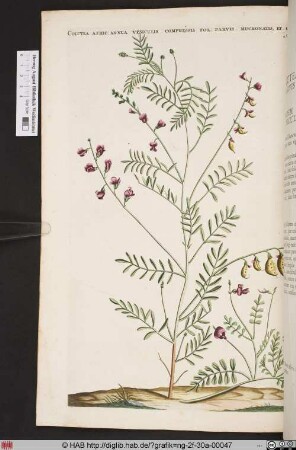 COLUTEA AFRIC: ANNUA VESICULIS COMPRESSIS.