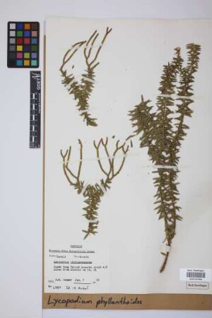 Phlegmariurus phyllanthus (Hook. & Arn.) Dixit