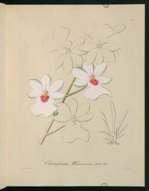 81r-81v, Odontoglossum Warscewiczii