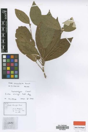 Croton cumingii Müll.Arg. [isolectotype]