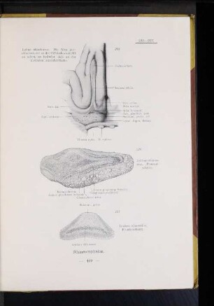 227 Tractus olfactorius, Frontalschnitt.