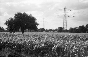 Heuweiler: Maisfeld und Kornfeld und Wolkenhimmel