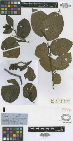 Alnus ferruginea Kunth var. aliso Griseb.