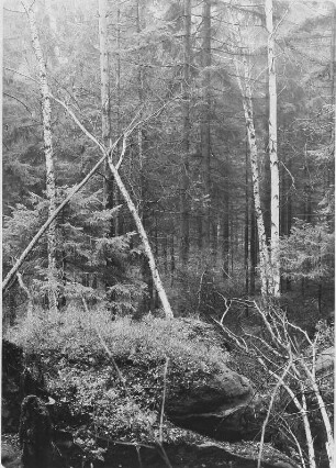 Wald (in der Gegend der Schrammsteine ?)