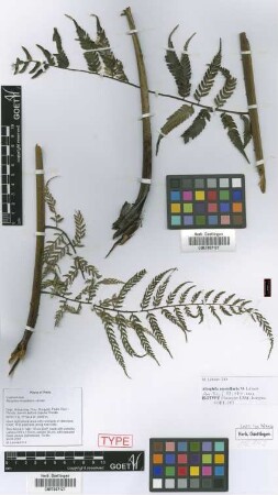 Alsophila mostellaria Lehnert [isotype]