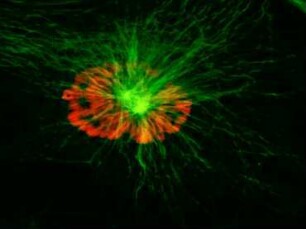 Mitotic Stages in Animal Cells