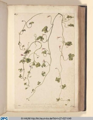 Linuria, folio glabro, subrotundo, hederae folio clematitis. Sive. Cymbaleria foliis hederaceis, flore caeruleo.