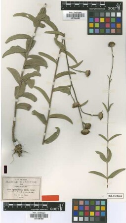 Gymnolomia rudis A.Gray var. minor B.L.Rob. & Greenm.[type]
