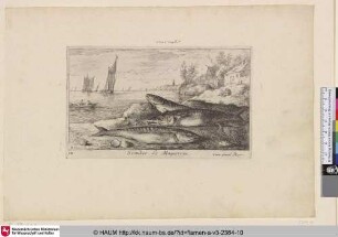 Scomber, Le Maquereau