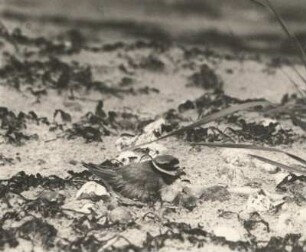 Halsband- oder Sandregenpfeifer (Charadrius hiaticula), brütend (von der Seite). Glowe auf Rügen