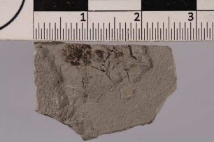 Heuschrecke (Orthoptera)