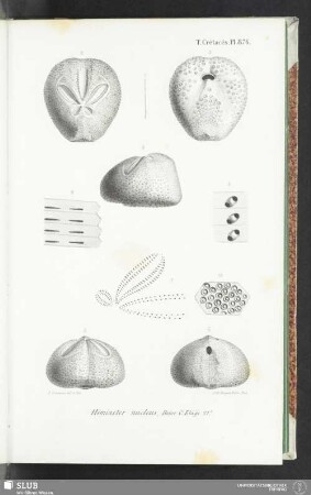 Pl. 876