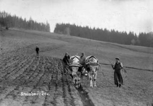 Ochsengespann beim Pflügen