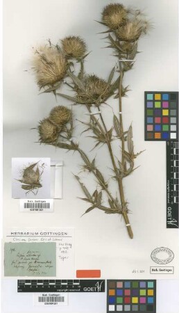 Cirsium furiens Griseb. & Schenk [type]