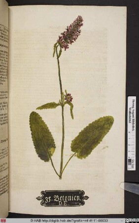 Betonien. D. E. [Echte Betonie, Betonica officinalis]