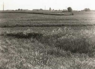 Brandenburg. Flache Moränenlandschaft bei Groß-Ziethen, im Vordergrund gelbe Schwertlilien am Rand einer sumpfigen Stelle