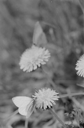 Nahaufnahme von Schmetterlingen auf Blüte