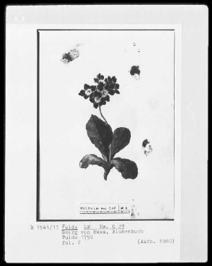 Georg Friedrich Heß, Blumenbuch — Primel, Folio 2recto