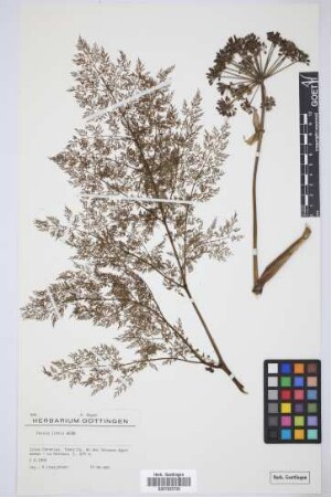 Ferula linkii Webb & Berthel.