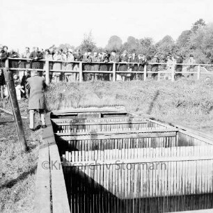 Karpfenfest: Heimstättenstraße: an den Fischhältern (vorne): Karpfenverkauf: oben Zuschauer an Straßengeländer, 10. Oktober 1965