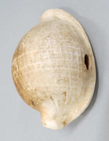 coquille d'escargot (ovula ovum)