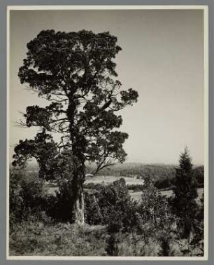 Virginischer Wacholder (Rotzeder) in Dutchess County, New York