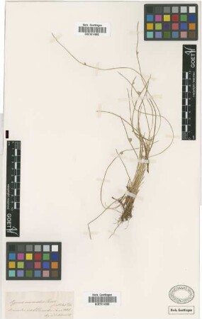 Cyperus mucronatus Rottb. var. albidus Vahl