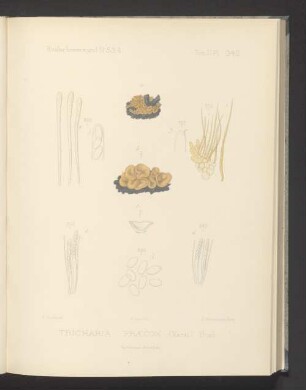 Tricharia Praecox