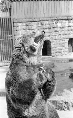 Braunbären im Karlsruher Zoo.