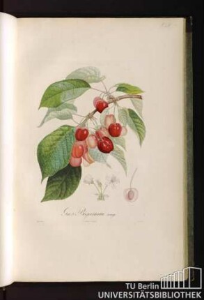 P. LV. Gros Bigarreau rouge.