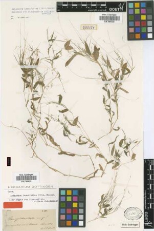 Pleuroplitis ciliaris J.A.Schmidt [isotype]