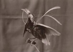 Standartenflügeliger Paradiesvogel (Semioptera wallacei Gray)