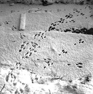 Tierspuren im Schnee: Winter