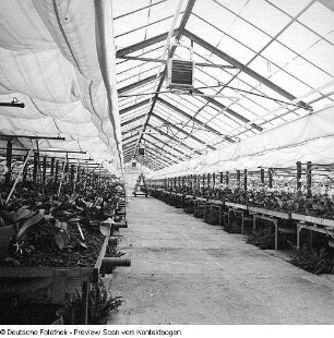 Gartenbau und Landwirtschaft (Gewächshäuser, Blumen, Feldarbeit)