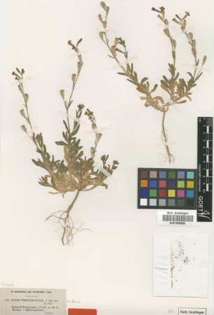 Silene pompeiopolitana J.Gay ex Boiss. [type]