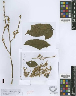 Paullinia pachycarpa Benth. [type]