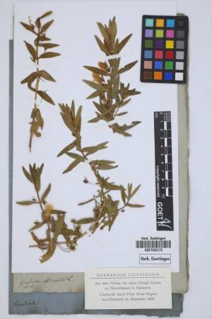 Gratiola officinalis L.