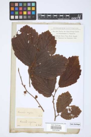 Hamamelis virginiana L.