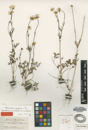 Ranunculus canuti Coss. ex Ardoino [type]