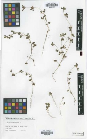 Trifolium glomeratum L.