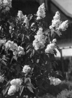 Diverse Blumen und Blüten. Flieder