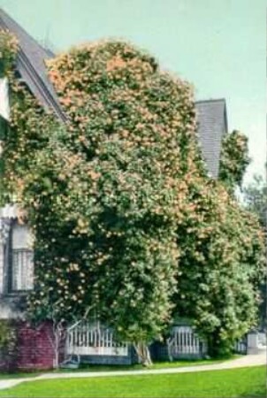 Von einem Rosenbusch überranktes Haus