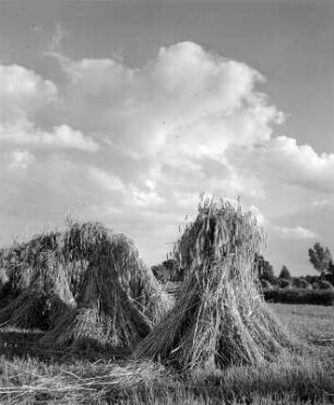 Worpswede. Wolken über einem Feld mit Getreidepuppen