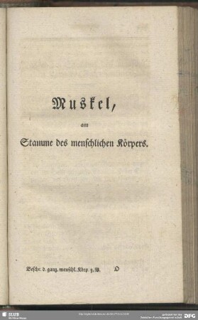 Muskel, am Stamme des menschlichen Körpers
