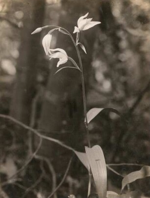 Rotes Waldvöglein (Cephalanthera rubra), auch Purpur-Waldvöglein. Insel Usedom