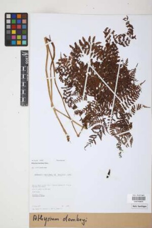 Athyrium dombeyi Desv.