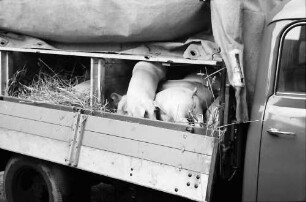 Biberach: Schweinemarkt, Schweine im Transportwagen