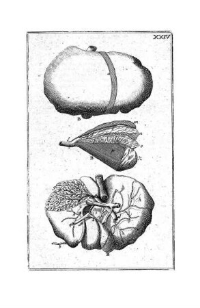 XXIV